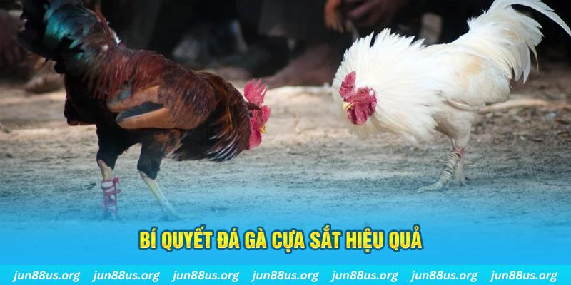 winvn 777 đá gà cựa dao