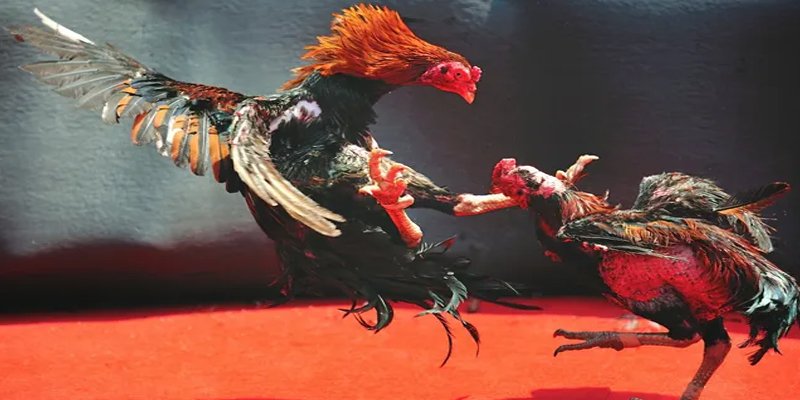 winvn 777 BG Bắn cá