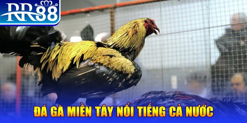 winvn 777 gà chọi c1.com trực tiếp 888